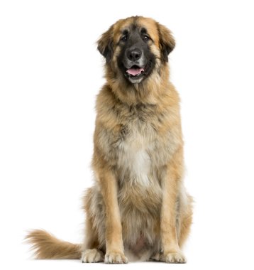 Beyaz bir arka plan önünde oturan Leonberger