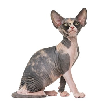 Oturmuş, üzerinde beyaz izole Sphynx yavru kedi
