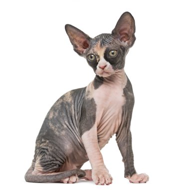 Oturmuş, üzerinde beyaz izole Sphynx yavru kedi