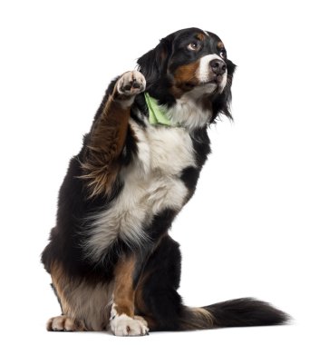 Bernese dağ köpeği pawing kadar üzerinde beyaz izole
