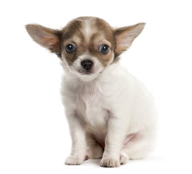 Beyaz arka planda bir chihuahua köpek yavrusu