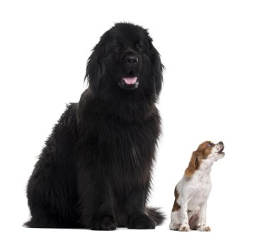 Newfoundland ve üzerinde beyaz izole Cavalier King Charles
