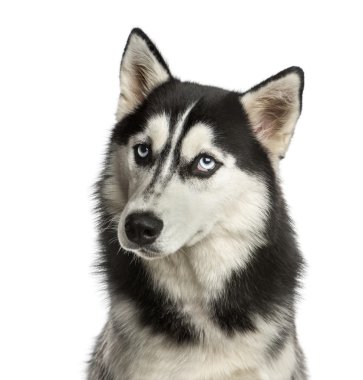 Beyaz arka plan önünde bir Husky Close-Up