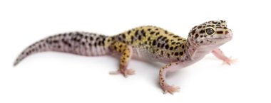 Beyaz arka plan önünde leopar gecko