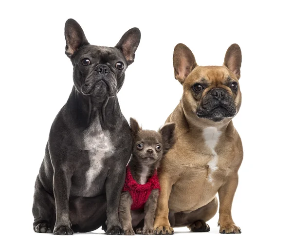 Chihuahua-Welpe und zwei französische Bulldoggen isoliert auf weiß — Stockfoto