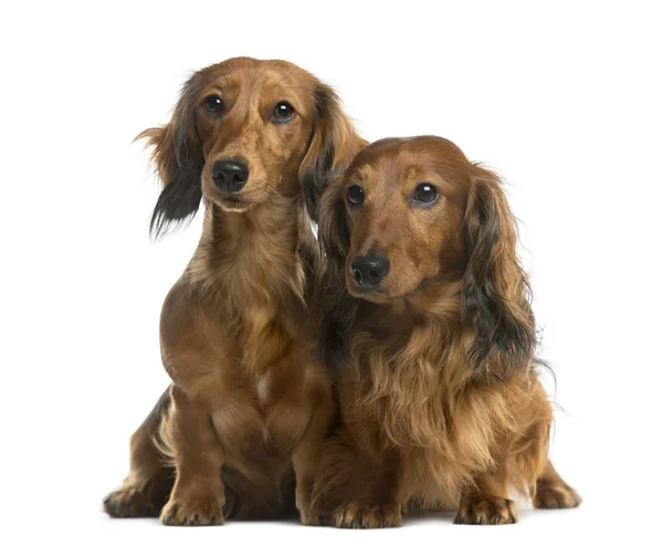 Dachshunds in front of a white background — Stock Photo, Image