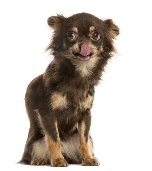 Chihuahua licking in front of a white background — Stock Photo, Image