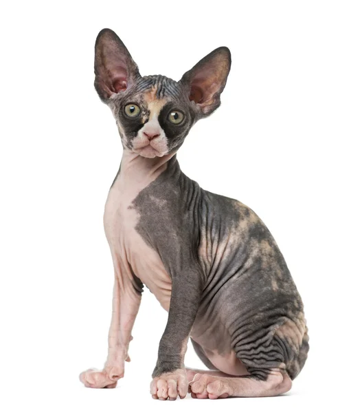 Sphynx gatinho olhando para a câmera, isolado em branco — Fotografia de Stock