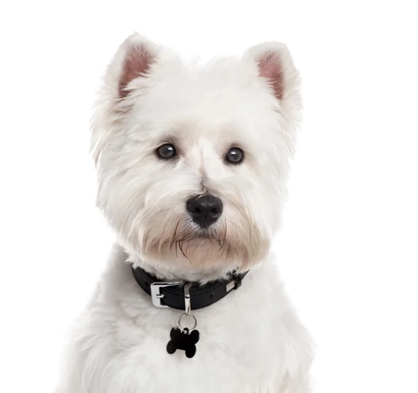 West Highland White Terrier, na białym tle — Zdjęcie stockowe