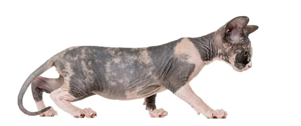 Sphynx-Kätzchen geht und schaut nach unten, isoliert auf weiß — Stockfoto