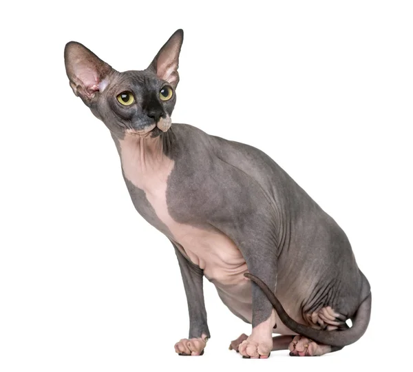 Sphynx sitting and looking away, isolated on white — Stock Photo, Image
