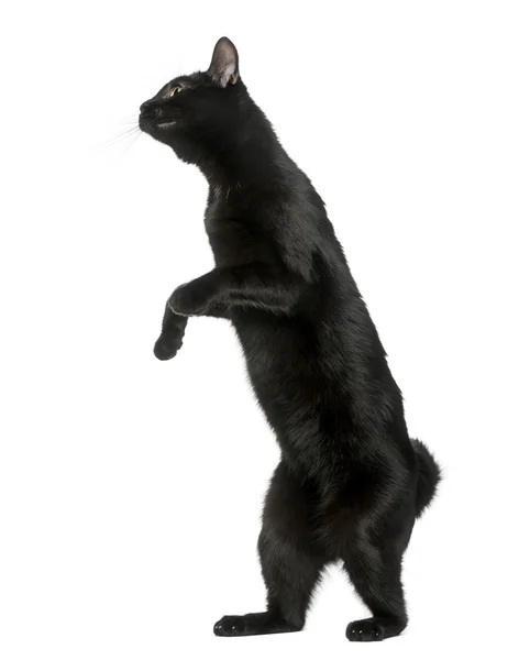 Черный кот играет на задних лапах, изолированный на белых — стоковое фото