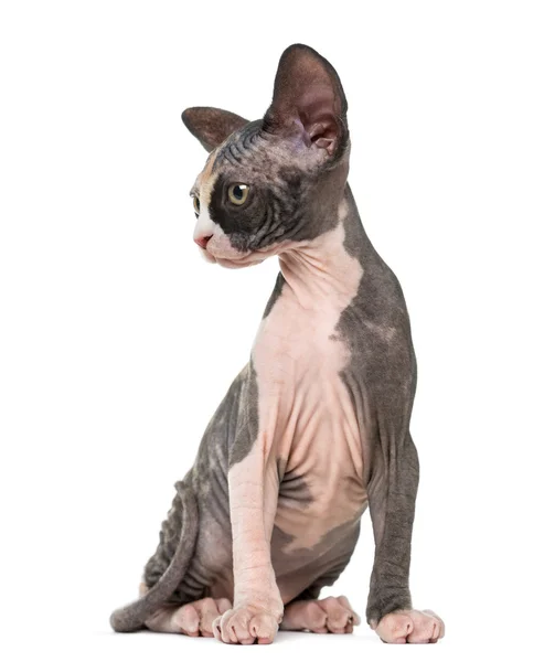 Koťátko Sphynx sedí, izolovaných na bílém pozadí — Stock fotografie