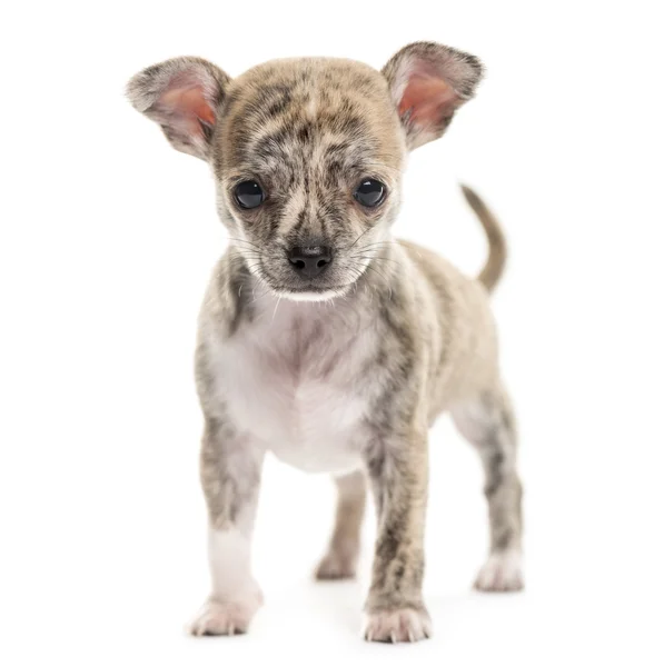 Chihuahua puppy in front of a white background — Stock Photo, Image