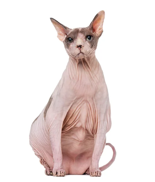 Fette und schwangere Sphynx sitzend, isoliert auf weiß — Stockfoto