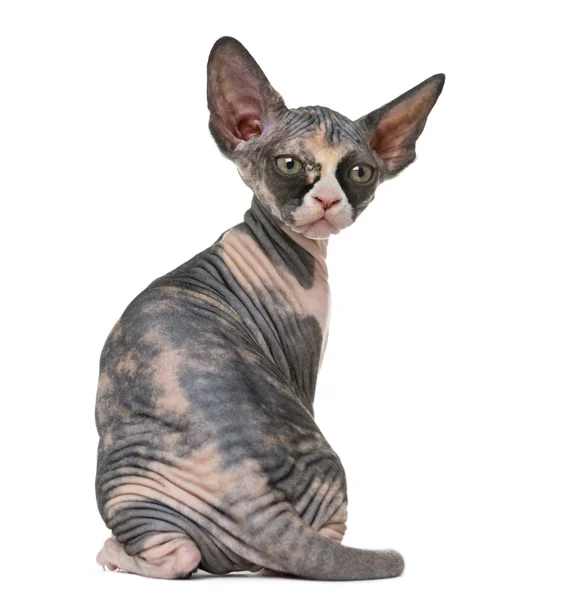 Back view of a Sphynx kitten isolated on white — Stock Photo, Image