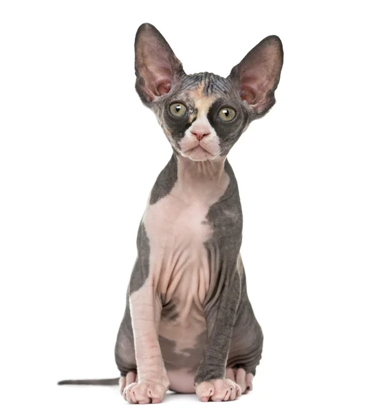 Front view of a Sphynx kitten isolated on white — Stock Photo, Image