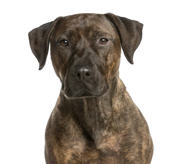 Close-up of a Crossbreed dog in front of a white background — Stock Photo, Image