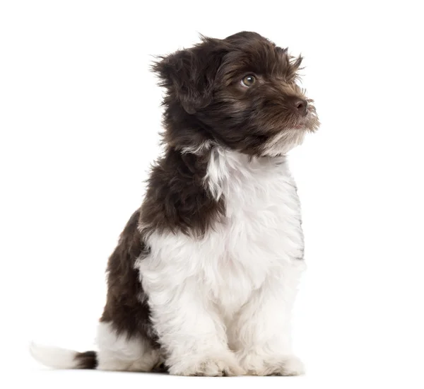 Havanese puppy sitting and looking away, isolated on white — Stock Photo, Image