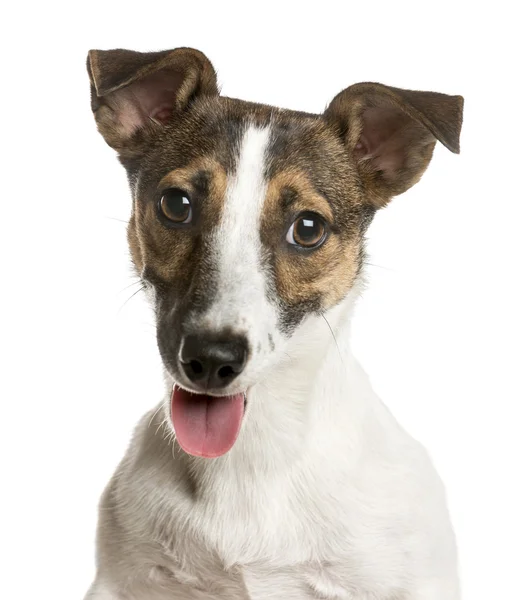 Close-up van een Jack Russell voor een witte achtergrond — Stockfoto