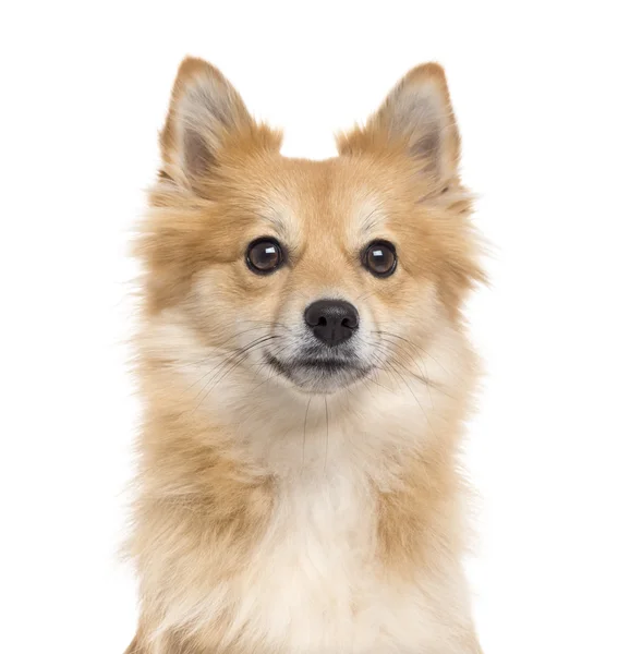 Primer plano de un pomerano aislado en blanco —  Fotos de Stock