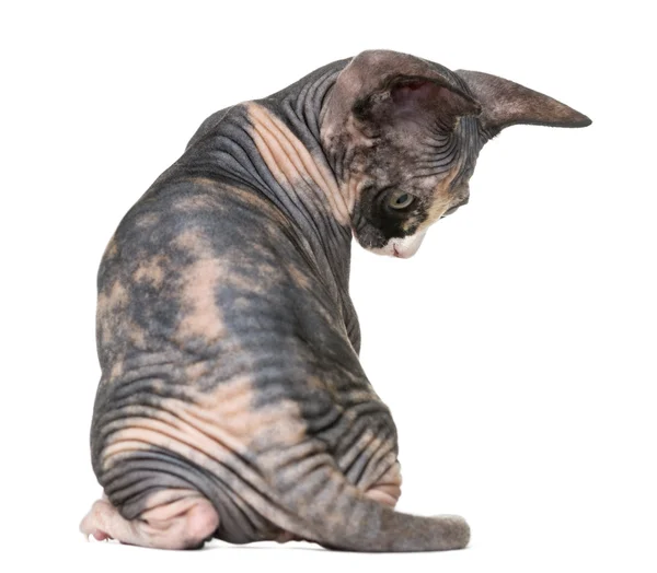 Back view of a Sphynx kitten isolated on white — Stock Photo, Image