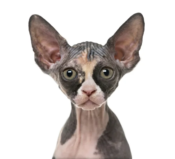 Close up of a Sphynx kitten isolated on white — Stock Photo, Image