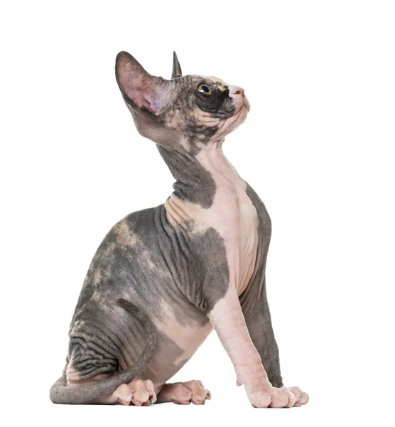 Sphynx kitten sitting and looking up, isolated on white — Stock Photo, Image