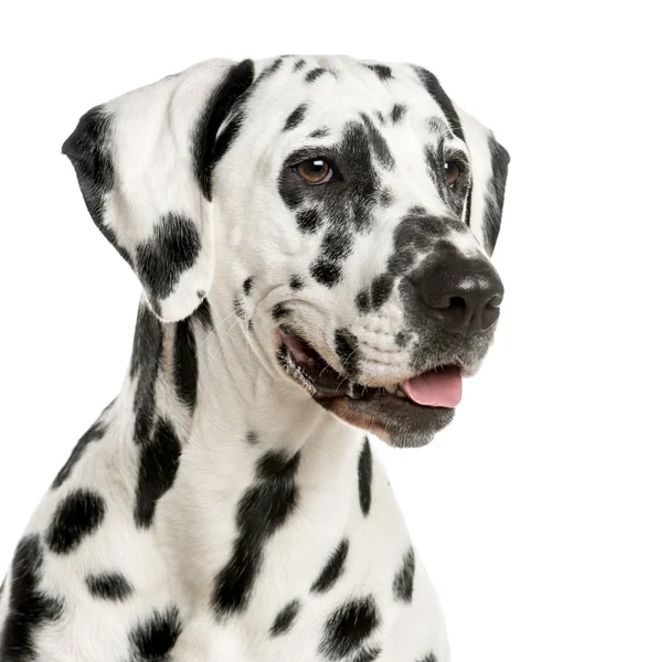 Gros plan d'un Dalmatien devant un fond blanc — Photo