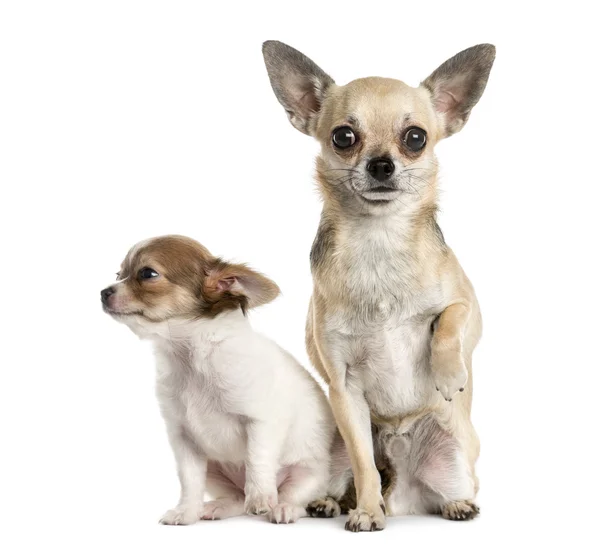 Dois Chihuahuas na frente de um fundo branco — Fotografia de Stock