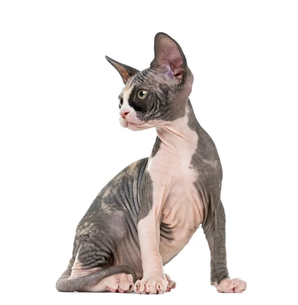 Sphynx Kätzchen sitzend, isoliert auf weiß — Stockfoto