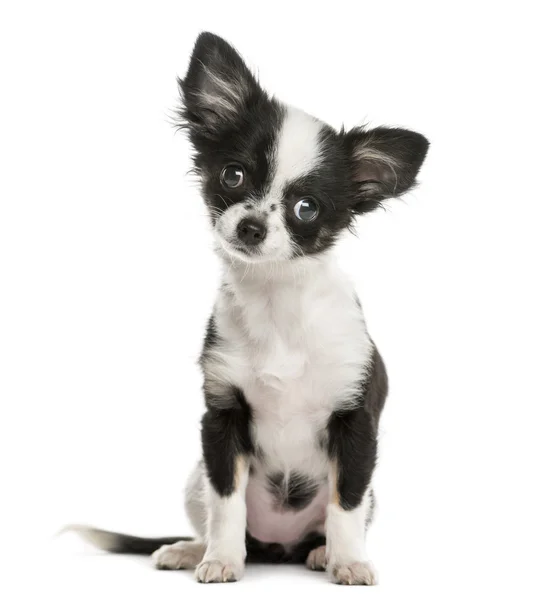 Chihuahua sitting in front of a white background — Stock Photo, Image