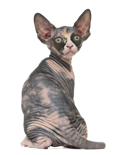 Vista posteriore di un gattino Sphynx isolato su bianco — Foto Stock