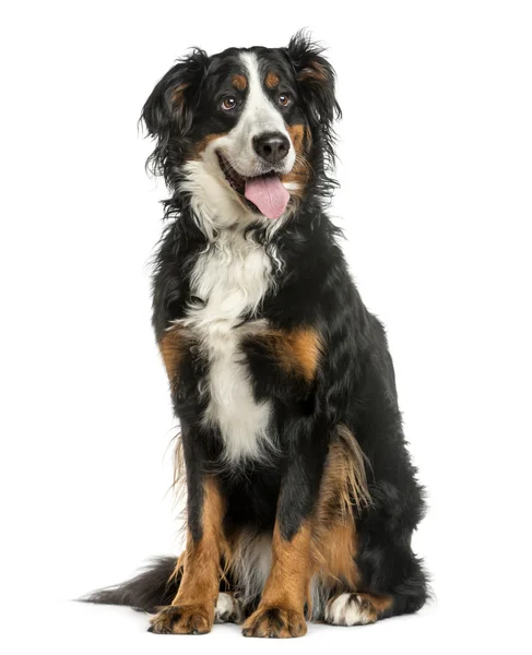 Bernese Mountain Dog zit een witte achtergrond — Stockfoto