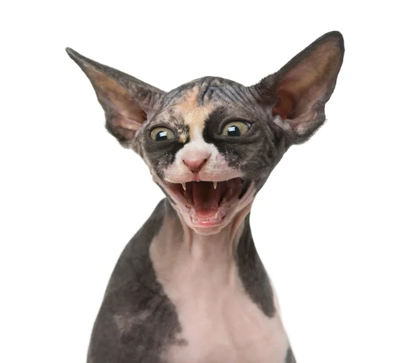 Close up van een kitten van de Sphynx bedreigend, geïsoleerd op wit — Stockfoto