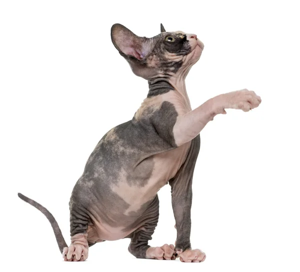 Sphynx kattunge pawing upp, isolerade på vit — Stockfoto