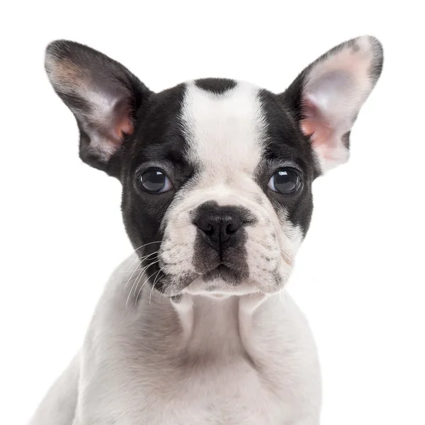 Gros plan d'un chiot bouledogue français, isolé sur blanc — Photo