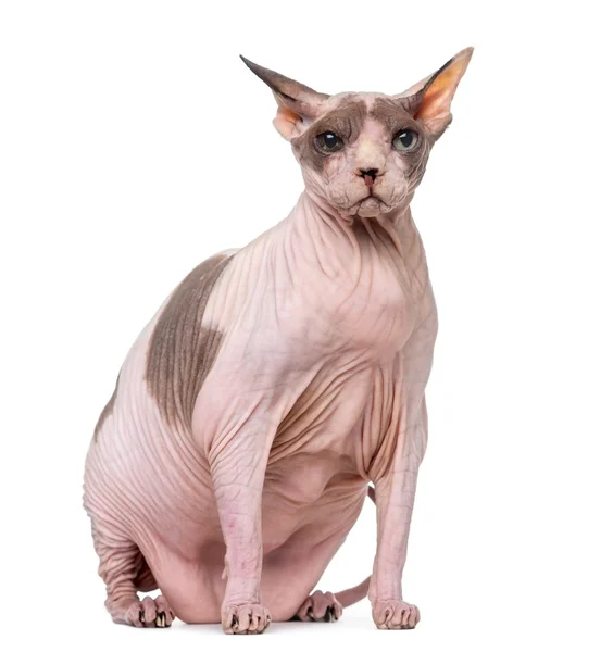 Fat and pregnant Sphynx isolated on white — Stock Photo, Image