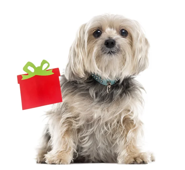 Yorkshire terrier neben einer weihnachtsbox, isoliert auf weiß — Stockfoto