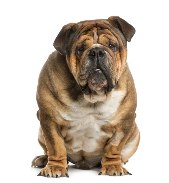 Engels Bulldog aanbrengen voor een witte achtergrond — Stockfoto