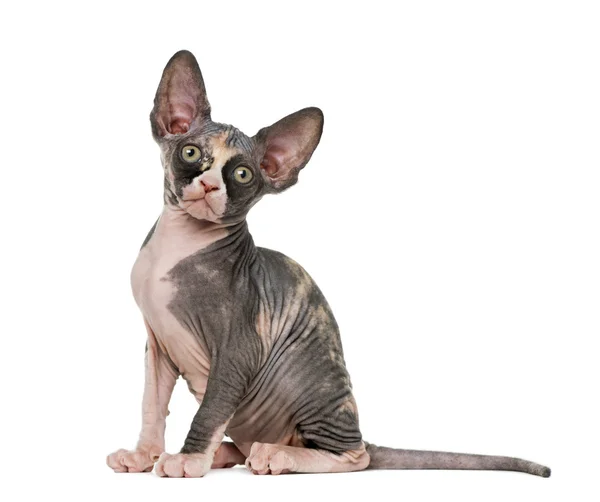 Sphynx gattino seduto, isolato su bianco — Foto Stock