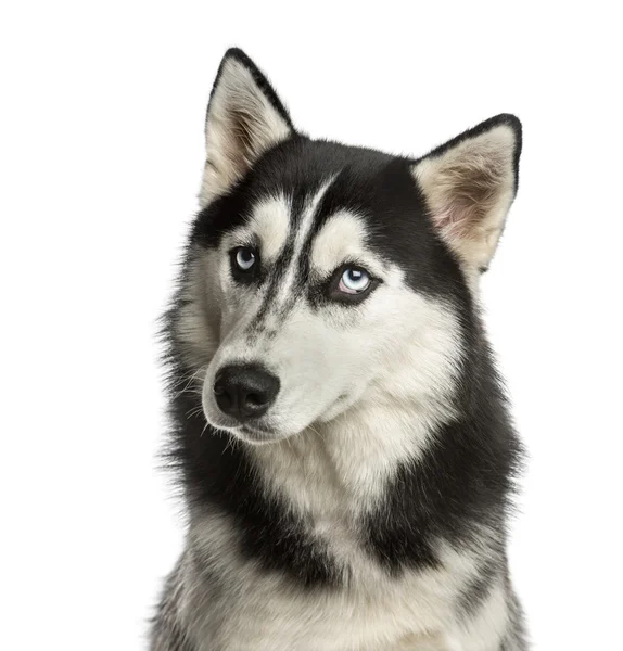 Γκρο πλαν του έναs σκύλος χάσκεϋ μπροστά από ένα λευκό φόντο — Φωτογραφία Αρχείου