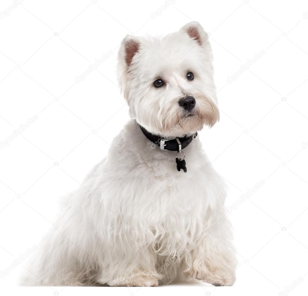 West Highland White Terrier, isolated on white