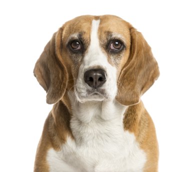 Beyaz arka plan önünde bir Beagle Close-Up