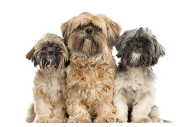Beyaz bir arka plan önünde oturan üç Shih Tzu