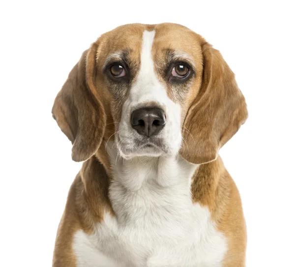 Närbild av en Beagle framför en vit bakgrund — Stockfoto