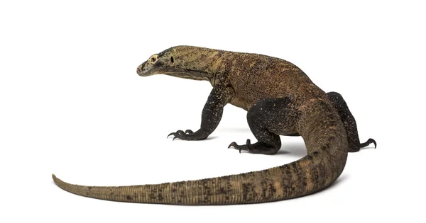 Pohled zezadu Komodo Dragon, izolovány na bílém — Stock fotografie