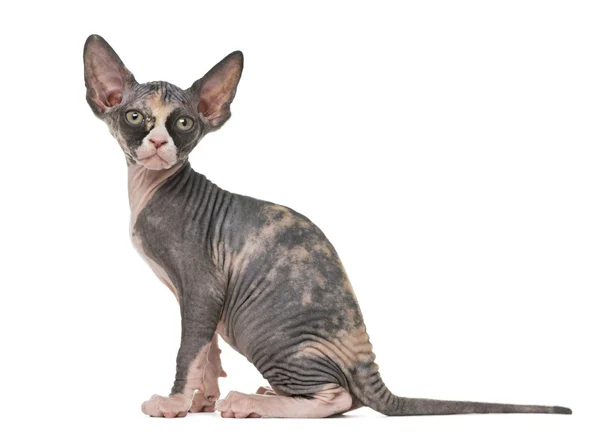 Sphynx Kätzchen sitzend, isoliert auf weiß — Stockfoto