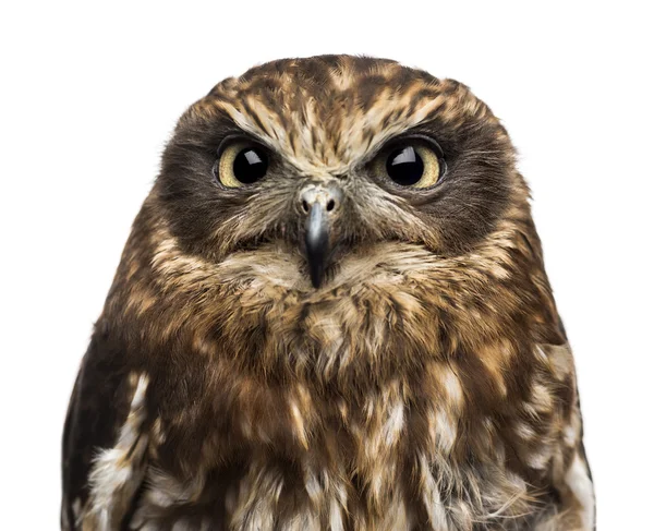 Close-up of a Southern boobook (Ninox boobook) in front of a whi — Stock Photo, Image