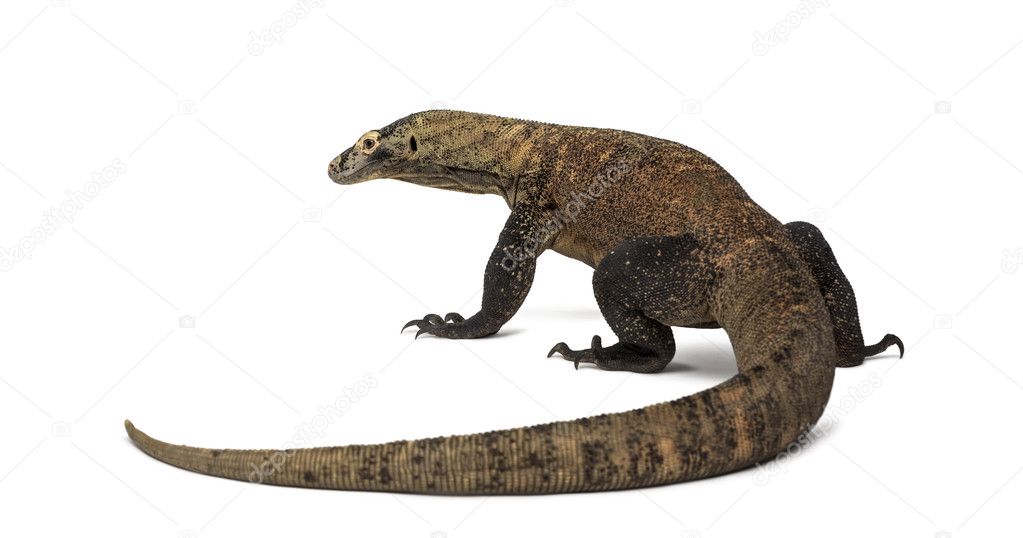 Rear view of a Komodo Dragon, isolated on white